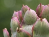 artichokes