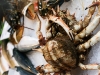 crabs