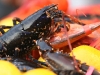 homard