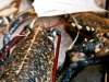 lobsters