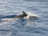 dolphins-on-our-passage-to-the-eolian