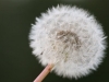 dandelions