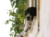 ledged-on-a-window-sill