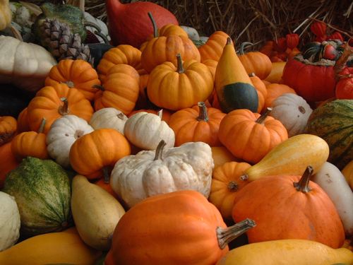 pumpkn 1 pumpkn 1