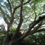 IMG_0517 IMG_0517