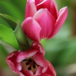 tulips tulips