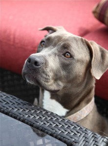 bella