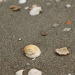 shells shells