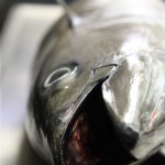 tuna